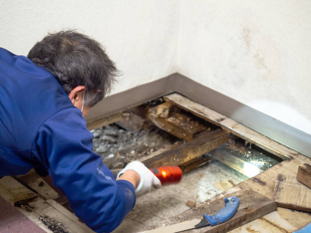 Best Commercial Mold Removal  in Lincoln, ND