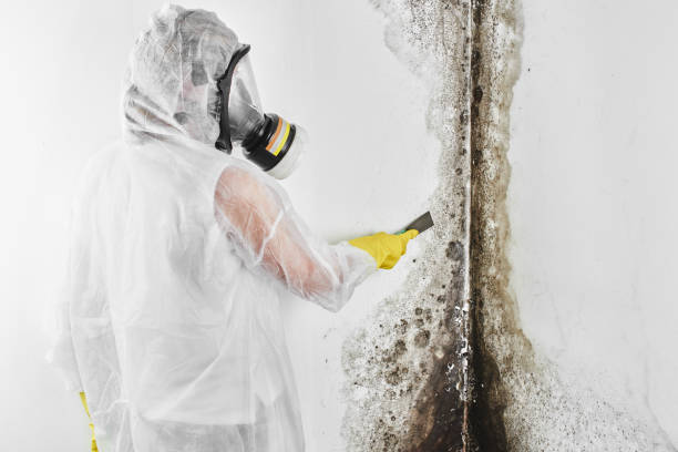 Reliable Lincoln, ND Mold Removal Solutions