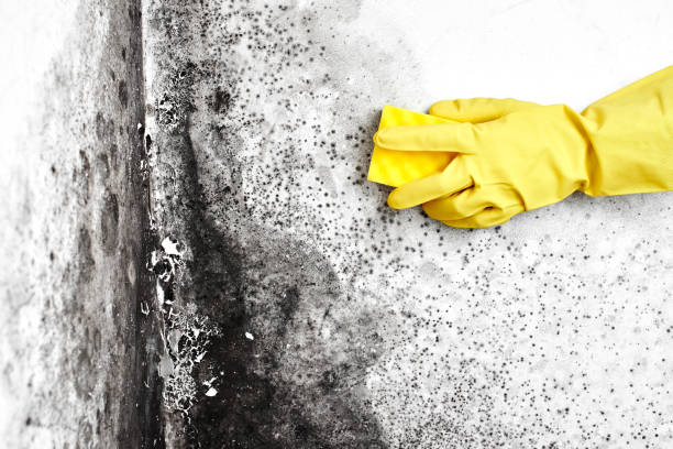 Office Mold Removal Services in Lincoln, ND