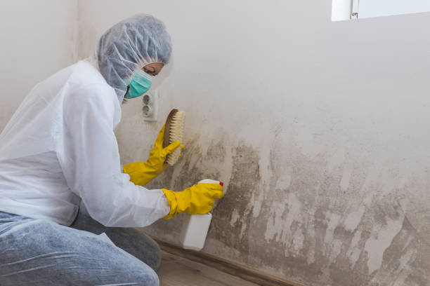Best Mold Damage Repair  in Lincoln, ND