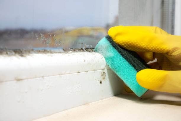 Best Certified Mold Removal  in Lincoln, ND